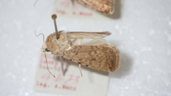 Caradrina clavipalpis