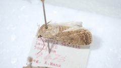 Caradrina clavipalpis