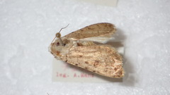 Caradrina clavipalpis