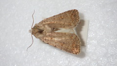 Caradrina clavipalpis