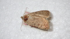 Caradrina clavipalpis