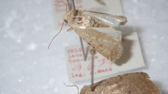Caradrina clavipalpis