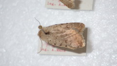 Caradrina clavipalpis