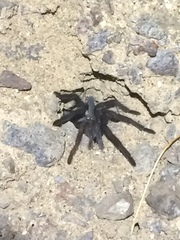 Aphonopelma xwalxwal