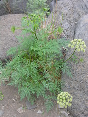 Pimpinella anagodendron