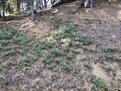 Dalea albiflora