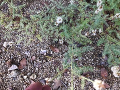 Dalea albiflora