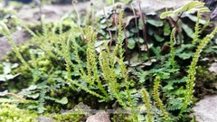 Selaginella nipponica