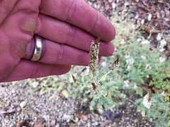 Dalea albiflora