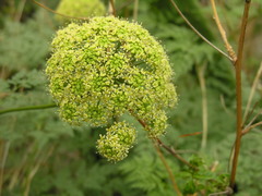 Pimpinella anagodendron