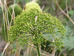 Pimpinella anagodendron