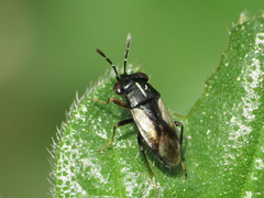 Geocoris lineolus