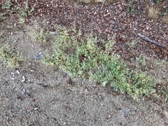 Dalea albiflora