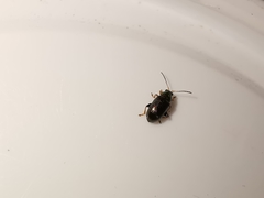 Crepidodera fulvicornis