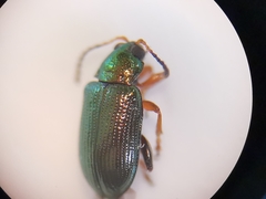 Crepidodera fulvicornis