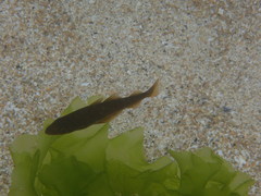 Pollachius pollachius