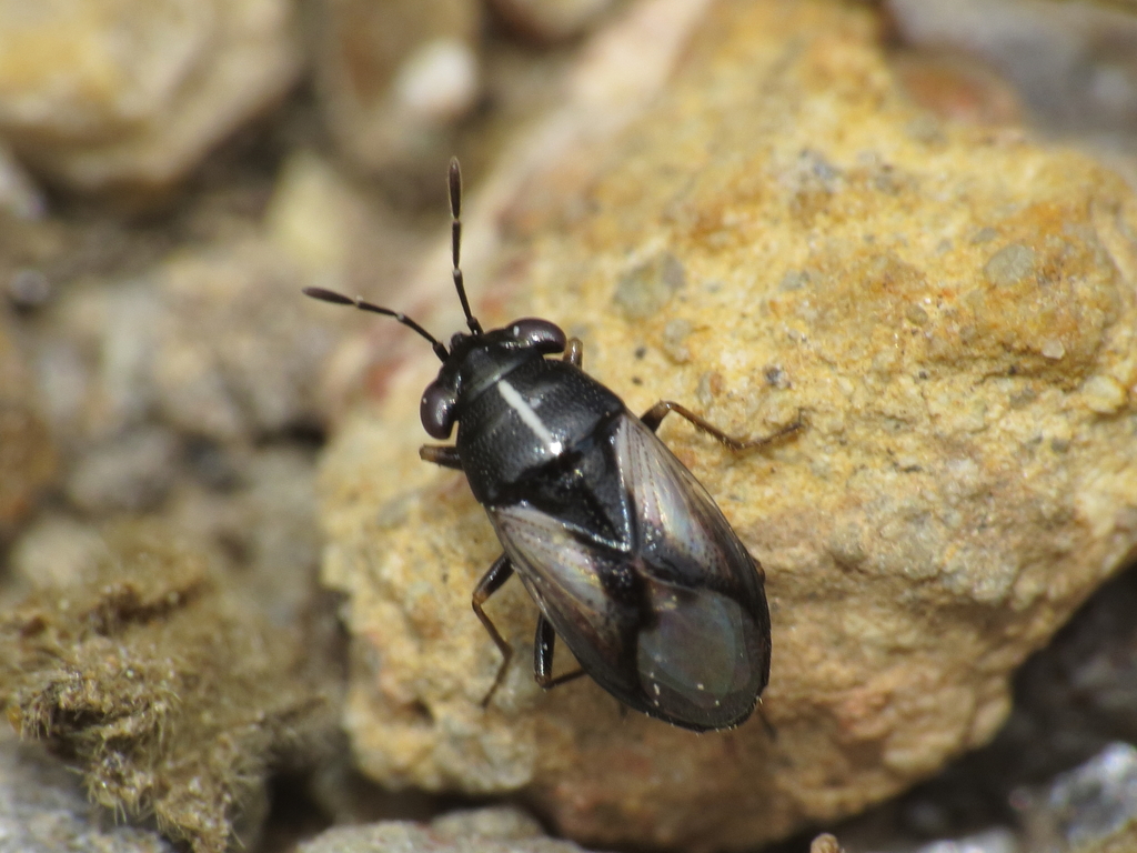 Geocoris lineola