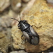 Geocoris lineolus - Photo (c) Simon Oliver, some rights reserved (CC BY-NC), uploaded by Simon Oliver