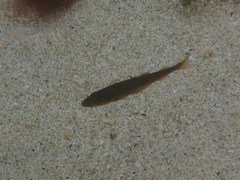 Pollachius pollachius