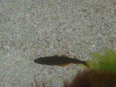 Pollachius pollachius