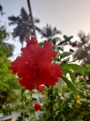 Hibiscus