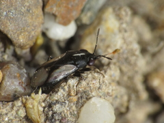 Geocoris lineolus