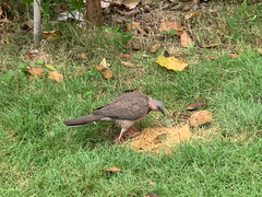 Streptopelia chinensis