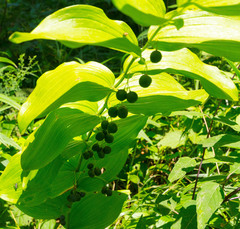 Polygonatum biflorum commutatum