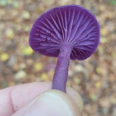 Laccaria amethystina