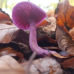 Laccaria amethystina
