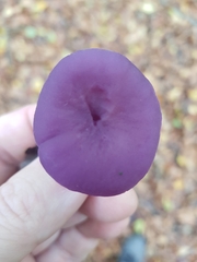 Laccaria amethystina