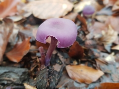 Laccaria amethystina