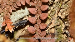 Selaginella nipponica