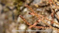 Selaginella nipponica
