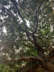 Mangifera indica