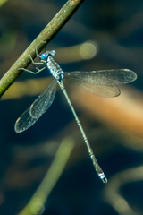 Lestes tridens