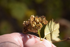 Physocarpus intermedius