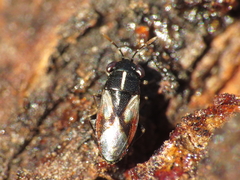 Geocoris lineolus