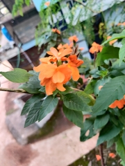 Crossandra infundibuliformis