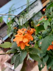 Crossandra infundibuliformis