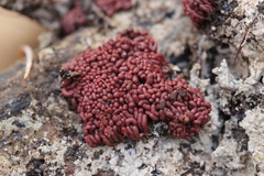 Arcyria stipata