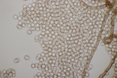 Arcyria stipata