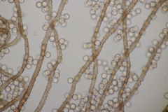 Arcyria stipata