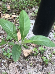 Gymnanthemum amygdalinum