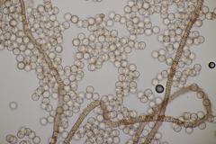 Arcyria stipata