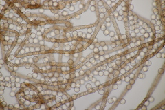 Arcyria stipata