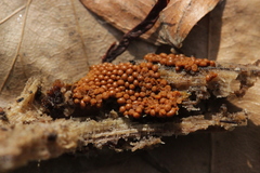 Oligonema persimile