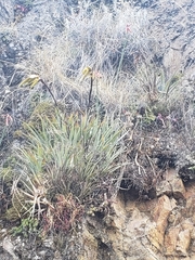Tillandsia lajensis