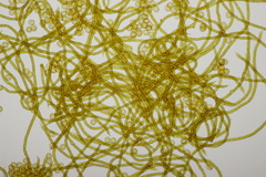 Oligonema persimile