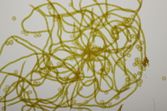 Oligonema persimile